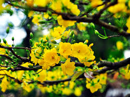 CHÚC MỪNG XUÂN MỚI
