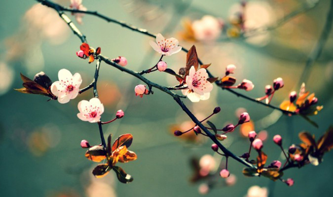 CHÚC XUÂN BẠN LÒNG