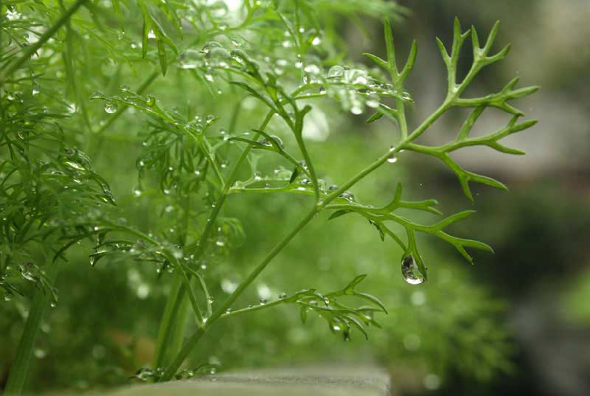 MÙA XUÂN CỦA GIAI NHÂN