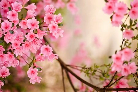 VƯỜN AI NGÀO NGỌT HƯƠNG THƠM