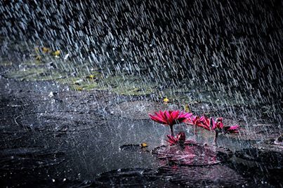 TÀN RỒI MỘT GIẤC MƠ HOA